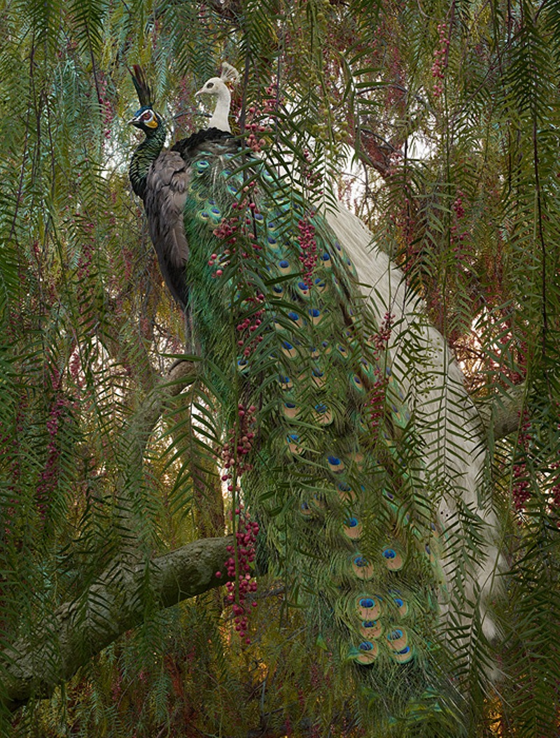 Reino de animales apocalípticos Simen Johan: