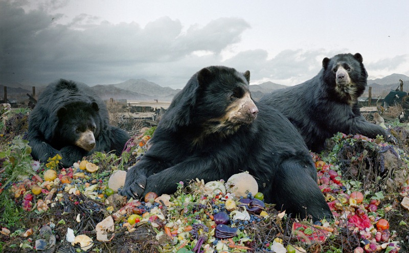 Reino de animales apocalípticos Simen Johan: