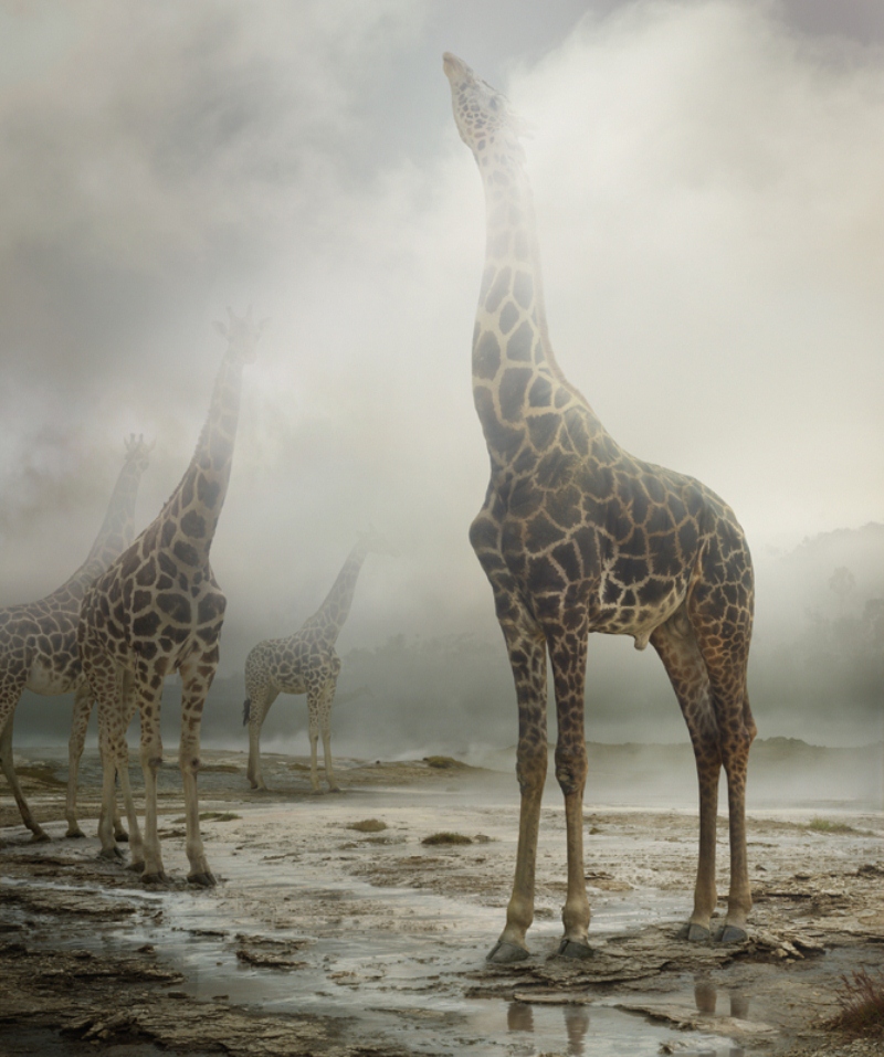 Reino de animales apocalípticos Simen Johan: