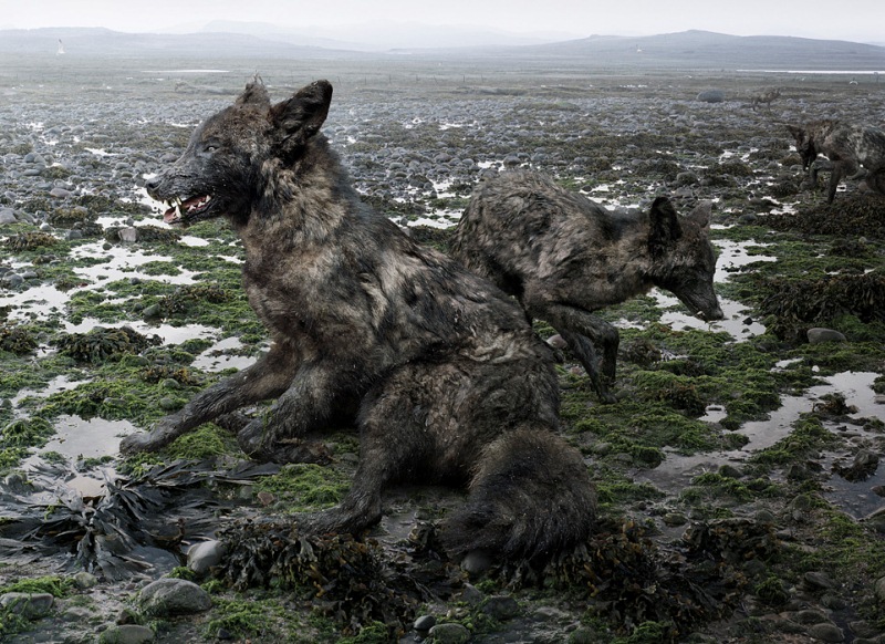 Reino de animales apocalípticos Simen Johan: