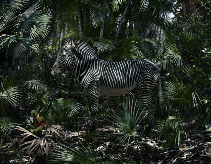 Reino de animales apocalípticos Simen Johan:
