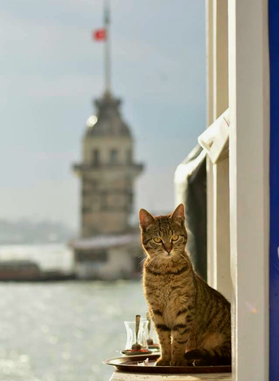 Capitales extraños-Cultura islámica-13