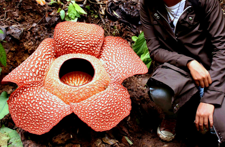 Hechos fascinantes-idone-nunca-no-no-no -03