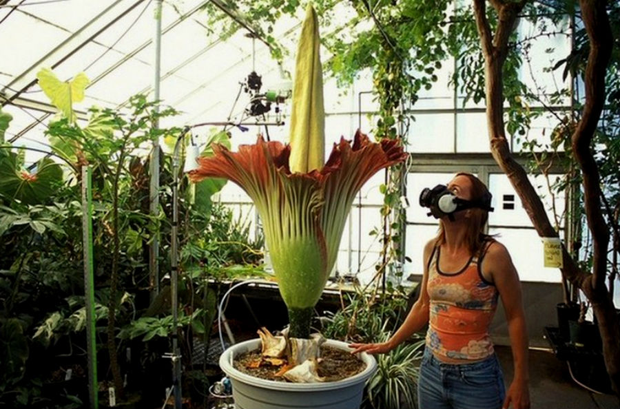 Hechos fascinantes-IDONE-TO-NUNCA-CONOCES -04