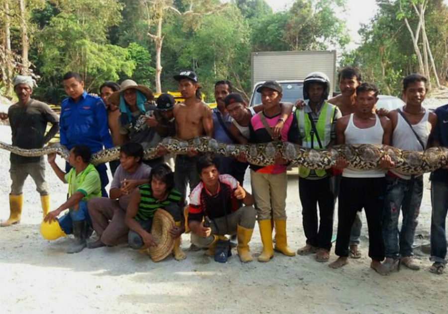 Hechos fascinantes-idone-tú-tú no lo sabes -14