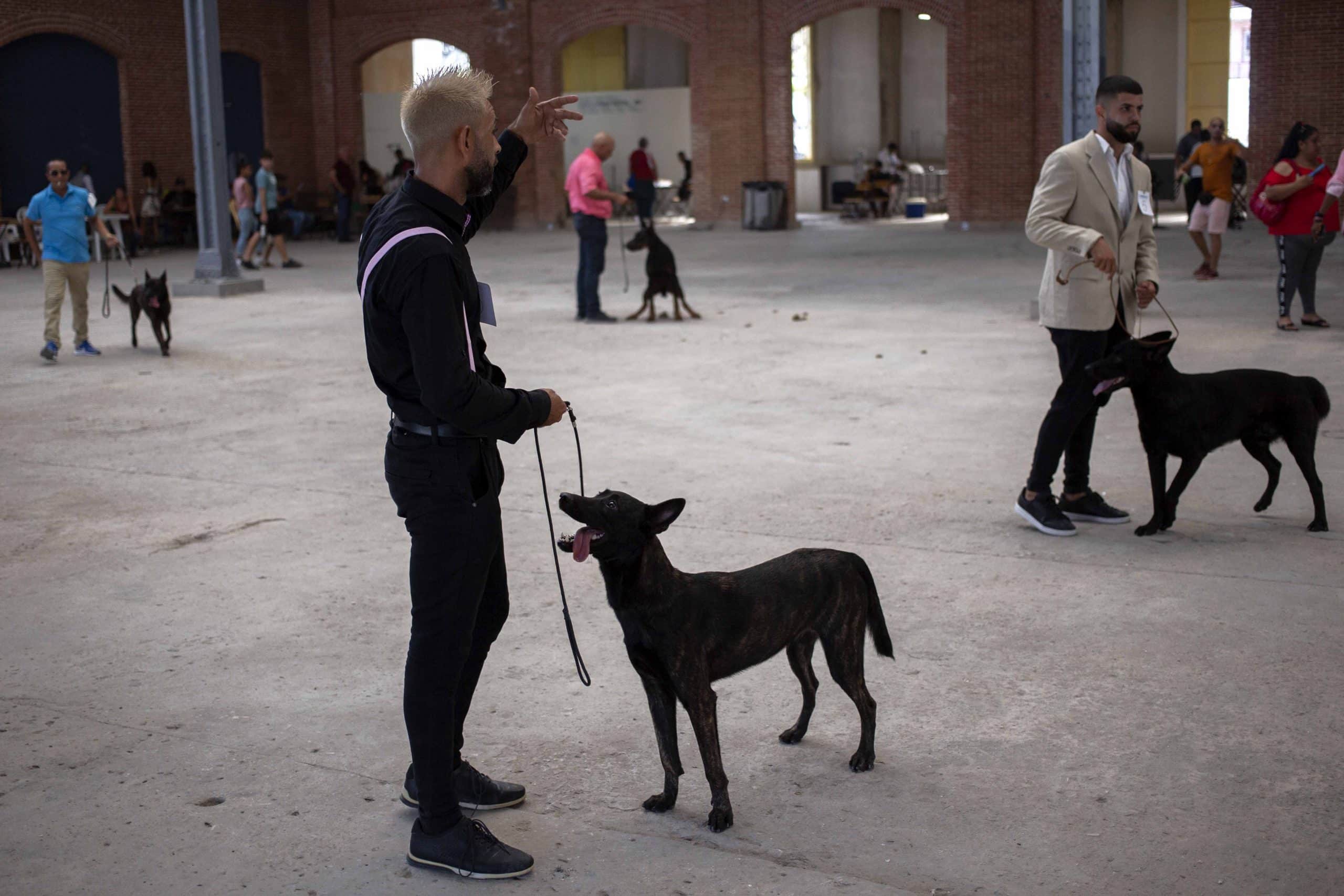 expo canina internacional 6
