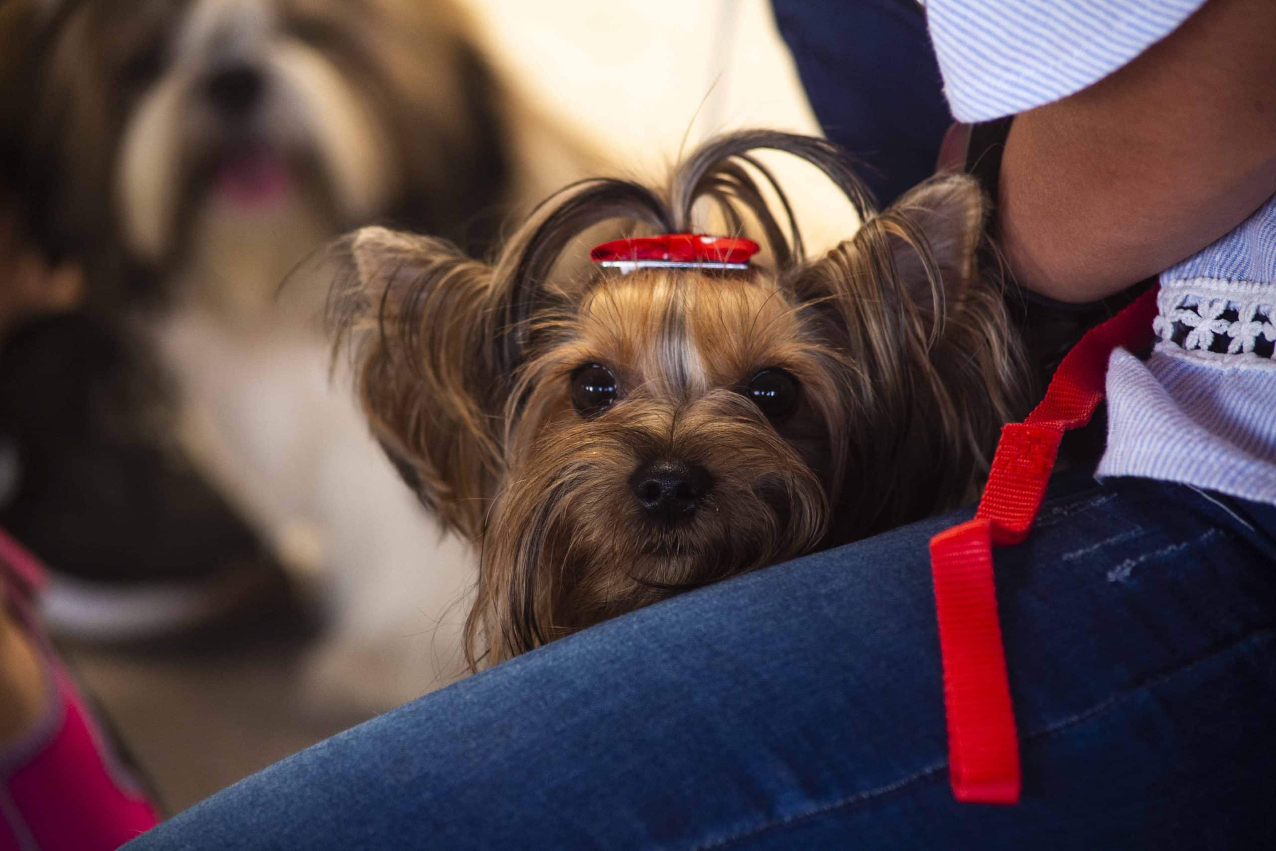 expo canina internacional 12