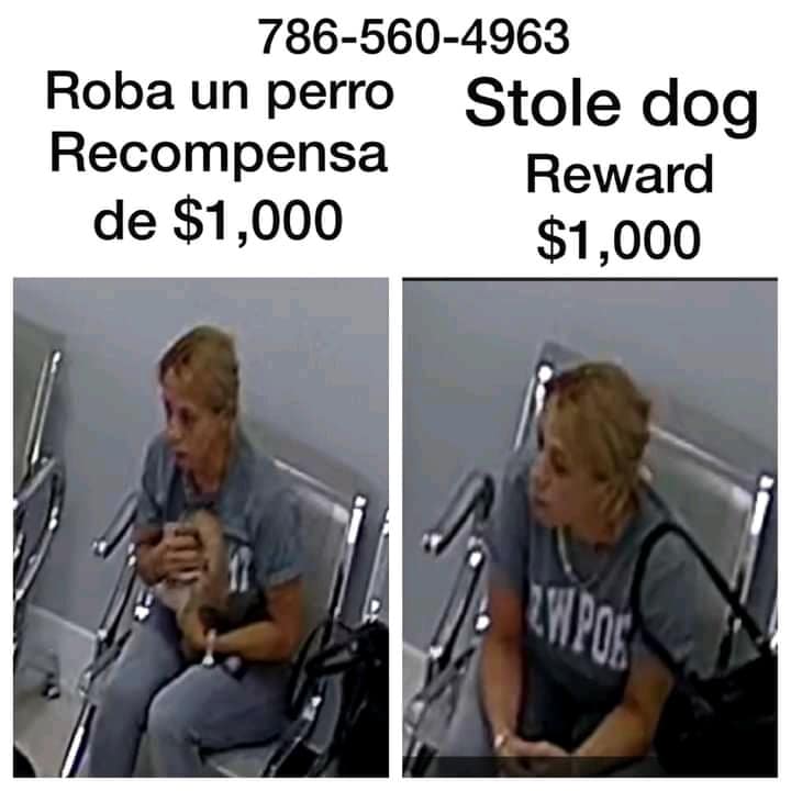 Recompensa para recuperar a Panda