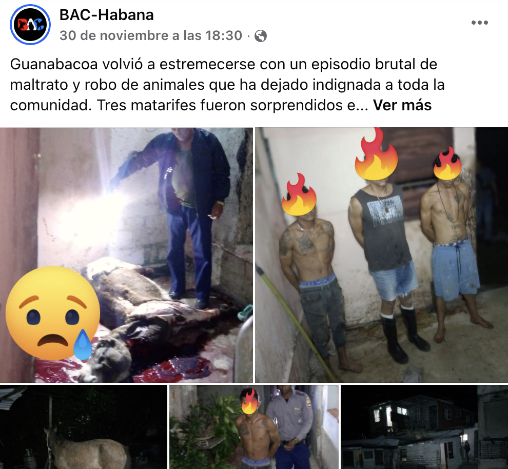 bac cuba maltrato animal