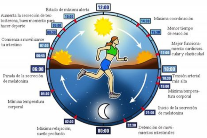 Ciclo circadiano y liberación de citoquinas