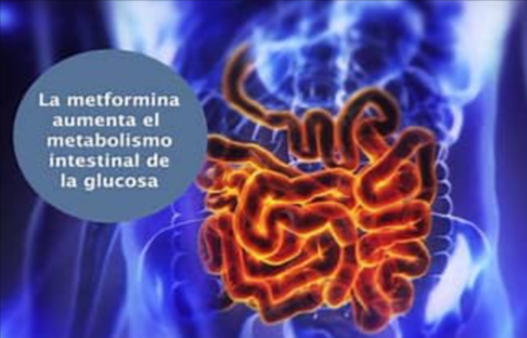 Efectos de la metformina