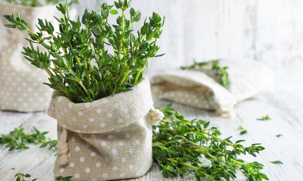 El tomillo puede ser utilizado para tratar las dolencias y molestias bucales dado a su poder antibacterial